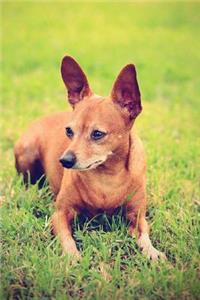 Miniature Pinscher