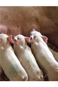 Cute Piglets Feeding