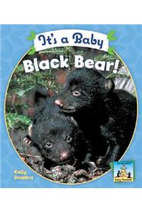 It's a Baby Black Bear!