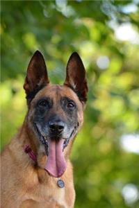Belgian Shepherd Dog Malinois Profile Journal