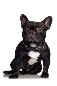 School Composition Book French Bulldog Cute Dog Photo 130 Pages