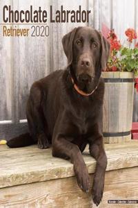Chocolate Labrador Retriever Calendar 2020