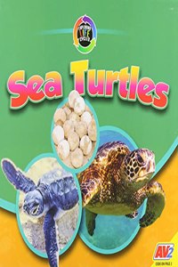 Sea Turtles
