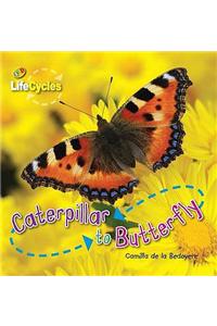 Caterpillar to Butterfly