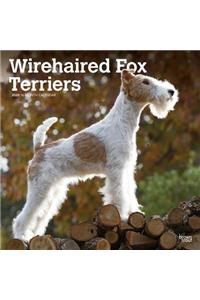 Wirehaired Fox Terriers 2020 Square
