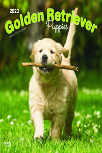 Golden Retriever Puppies 2023 Square