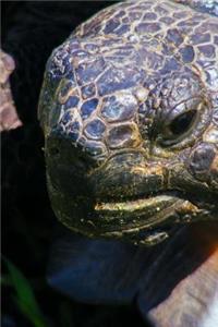 Close Up of a Gopher Tortoise Journal
