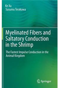 Myelinated Fibers and Saltatory Conduction in the Shrimp