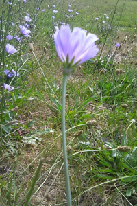 The Chicory's Root