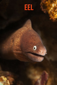 Eel