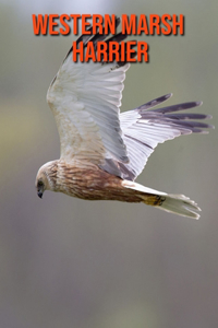 Western Marsh Harrier