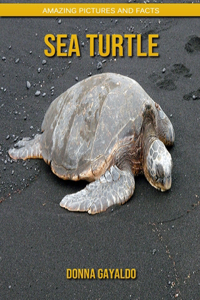 Sea turtle