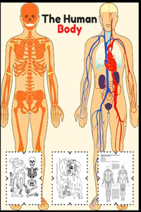 The Human Body