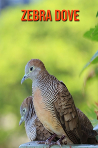 Zebra Dove