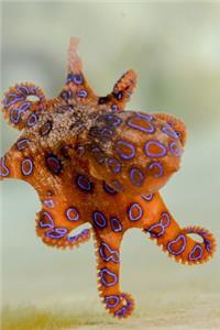 Blue-Ringed Octopus Journal