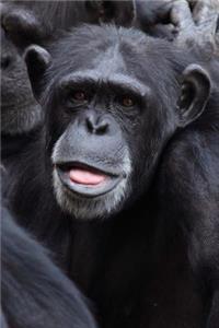 Cute African Chimpanzee Ape Journal