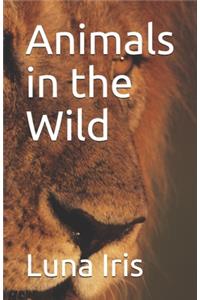 Animals in the Wild