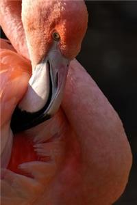 Flamingo Notebook - Journal Gift for Cute Animal Lovers