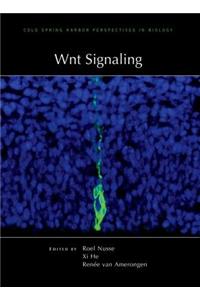 Wnt Signaling