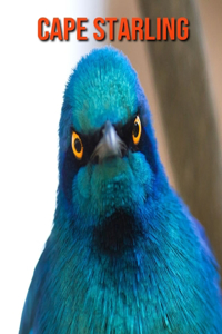 Cape Starling