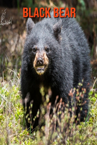 Black Bear