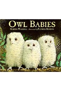 Owl Babies