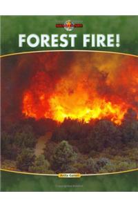 Forest Fire