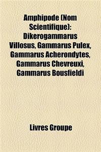 Amphipode (Nom Scientifique)