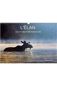 L'Elan - Geant Des Forets Du Nord 2017