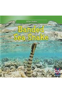 Banded Sea Snake