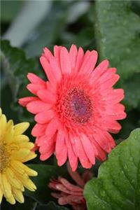 Shasta Daisy Journal