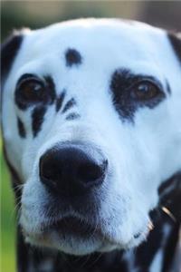 Dalmatian Dog Journal