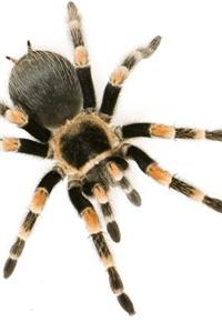 Brachypelma Smithi Mexican Redknee Tarantula