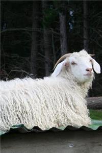 Adorable Angora Goat Journal