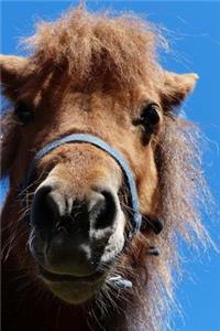 Mini Shetland Pony Having a Bad Hair Day Journal