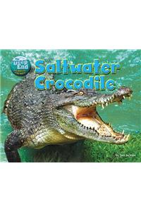 Saltwater Crocodile