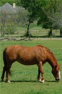 2020 Daily Planner Horse Photo Equine Grazing Horses Scene 388 Pages