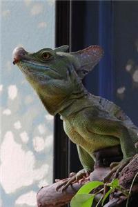Green Basilisk Lizard Journal