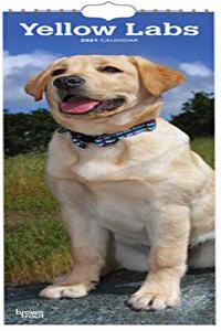 YELLOW LABRADORS 2021 SLIMLINE BTUK