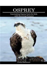 Osprey: Fascinating Osprey Facts for Kids with Stunning Pictures!
