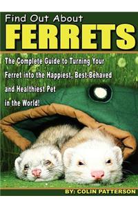 Find Out About Ferrets