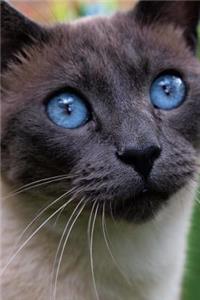 Beautiful Siamese Cat Pet Portrait Journal