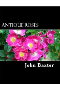 Antique Roses