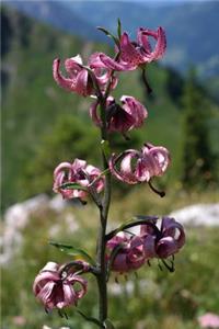 Turk's Cap Lily Flower in the Hills Journal