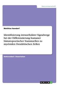 Identifizierung intrazellulärer Signalwege bei der Differenzierung humaner hämatopoetischer Stammzellen zu myeloiden Dendritischen Zellen