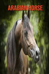 Arabian Horse