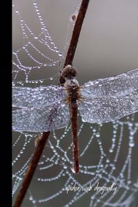 spider web dragonfly