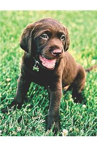 Chocolate Lab Puppy Lovers