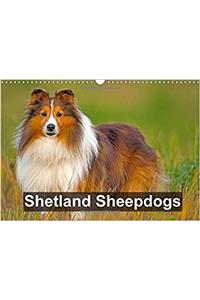 Shetland Sheepdogs 2018