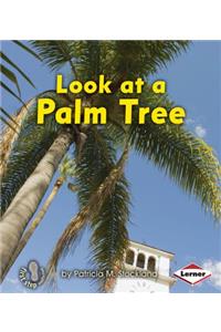 Look at a Palm Tree